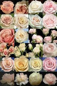 Give it something to ramble on and put it where you can enjoy the scent—by a garden gate or doorway, for instance. Flower Names By Color Flower Names Peach Roses Flower Chart