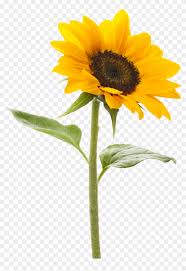 Maybe you would like to learn more about one of these? Sunflower Png Sunflower Pictures Garden Tattoos Sun Flower Transparent Png 1241x1547 177048 Pngfind