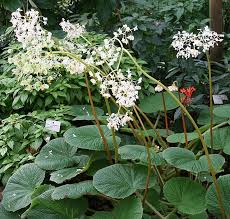 Image result for Begonia meyeri-johannis