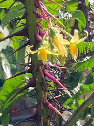 Image result for Solanum torreanum