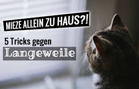 Nun, gegen die langeweile gibt es viele möglichkeiten. Katzen Allein Zuhaus 5 Einfache Tricks Die Langeweile Vertreiben Cat News Net