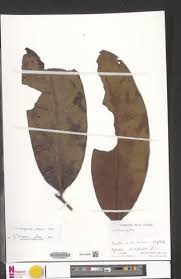 Image result for Trichoscypha lucens