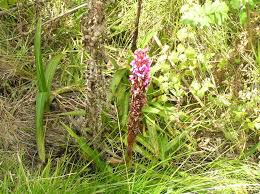 Image result for Satyrium crassicaule