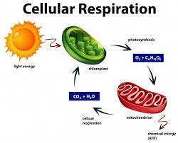 Diagram Showing Cellular Respiration Free Vector Freepik Freevect In 2021 Cellular Respiration Cellular Respiration Biology Photosynthesis And Cellular Respiration