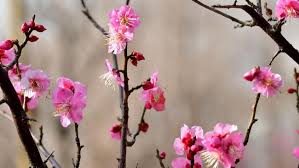 Keindahan tersebut didukung dengan lampu lampu yang mulai nyala menjelang sore hari. Musim Mekar Pohon Plum Yang Tak Kalah Indah Dari Sakura