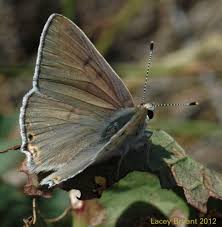 Image result for Loxodera bovonei