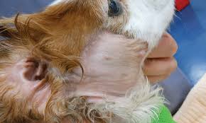 These include small, frequent urination, painful urination, bloody urine and incontinence. Cancer And The Cavalier King Charles Spaniel