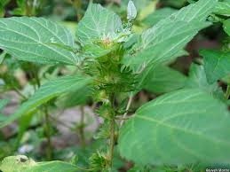 Image result for Acalypha pubiflora
