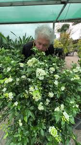Image result for Murraya paniculata