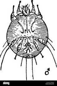 Image result for Sarcoptes scabiei life cycle