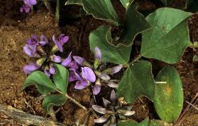 Image result for Dolichos kilimandscharicus