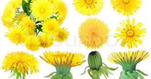 Image Of Set Of Yellow Dandelion Flowers Dandelion Painting Flower Painting Dandelion Art
