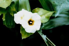 Image result for Ipomoea turbinata