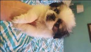 Pekingese Puppy For Sale In San Antonio Tx Adn 46191 On Puppyfinder Com Gender Female Age 7 Pekingese Puppies For Sale Pekingese Puppies Dog Breeds Little