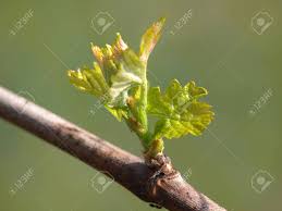 Young, green, leaves, grapes, spring, nature, seedling, plant, closeup, fresh. Spring Buds Sprouting On A Grape Vine In The Vineyard Stock Photo Picture And Royalty Free Image Image 27630644