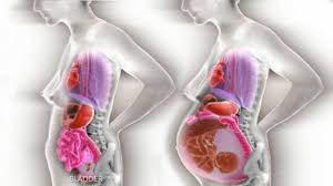 Conditions that affect men and women. Animation Shows The Changes Inside A Woman S Body At Different Stages Of Pregnancy