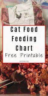 Cat Feeding Schedule Chart How Many Times To Feed Guide Caticles Healthy Cat Food Cat Feeding Schedule Cat Feeding
