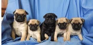 Registration of all puppies have been paid in advance. Fawn And Black Pug Puppies For Sale In Richmond Virginia Classified Americanlisted Com