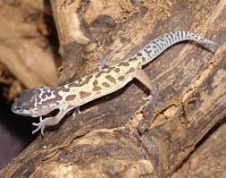 Check spelling or type a new query. Baby Leucistic Leopard Geckos For Sale