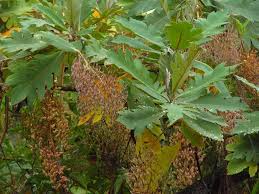 Image result for Bocconia