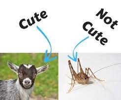 Camel crickets are known to invade houses and eat up fabrics and houseplants. Life In General What Do Cave Crickets Eat Hint It S Not Your Soul