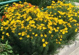 Check spelling or type a new query. Perennial Coreopsis Verticillata Threadleaf Coreopsis Master Gardeners Of Northern Virginia