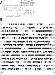 Find 1 ringgit to pkr today currency exchange open market rates online. Pdf The Drosophila Cell Survival Gene Discs Lost Encodes A Cytoplasmic Codanin 1 Like Protein Not A Homolog Of Tight Junction Pdz Protein Patj Semantic Scholar