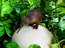 Image result for kiwi bird images