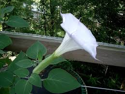 Image result for Ipomoea alba