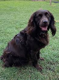 Why buy a puppy for sale if you can adopt and save a life? Jrfkfqjzoil7mm