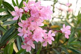 I have touched the plant without gloves all of the time and have never developed skin irritation. Oleander Pflegen Schneiden Dungen Co Plantura