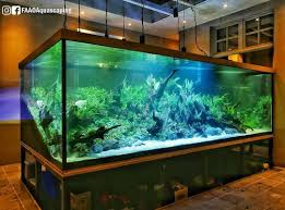 Pin By Dylan Burns On Turtles And Tanks And Fish Aquarium Fish Tank Aquascape Aquarium Aquarium Fish
