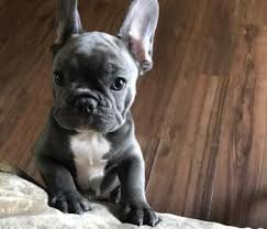 To raise healthy, happy puppies to make great. French Bulldog Puppies For Sale In Michigan United States Petzdaddy