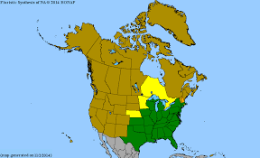 Image result for Tephrosia montana