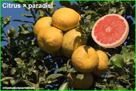 القريب فروت او الليمون الهندي citrus paradisi قسم الفواكه النبات معلومان عامه معلوماتية citrus paradisi citrus fruit