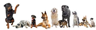 We offer professional pet sitting services. Carolinas Critter Sitters Pet Sitters Dogs Cats