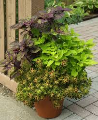 In one pot i used upright fuchsia gartenmeister bonstedt, coleus sedona, and for a trailer, lysimachia wallabout sunset. 4 Ways To Design With Coleus Finegardening