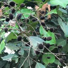 Image result for Dialium guineense