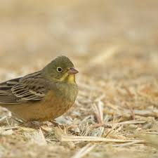 The author presumably knows that ortolans are banned from restaurant consumption in many in case you are wondering what an ortolan is, it's a minuscule bird that, traditionally, was hunted and. Ortolan Dem Alkoholtod Entronnen