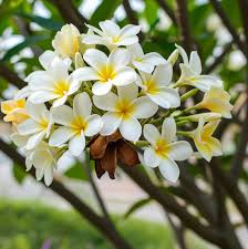 Image result for Plumeria rubra
