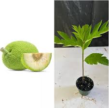 Image result for Artocarpus altilis