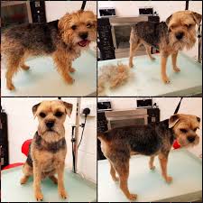 A person employed to take care of horses or a stable. Special Dog Grooming Technic For Wirehaired Dogs Hand Stripping