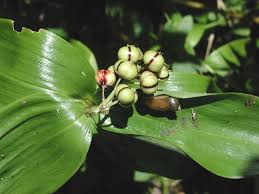 Image result for Stathmostelma pauciflorum