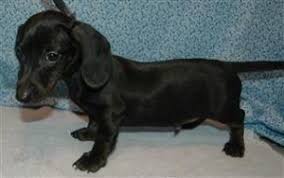 Tn (nsh) new orleans (nor) north central fl. Solid Black Dachshund Black Dachshund Dachshund Puppies Dachshund Puppy Black