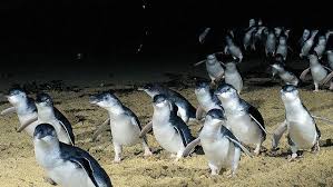 How One Community Brought These Cute Penguins Back From Extinction Penguins Cute Penguins Wildlife Tour