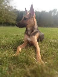 Are there any animal shelters in cleveland ohio? Badaaaaa