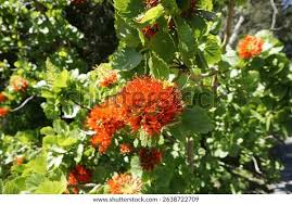 Image result for Greyia sutherlandii