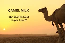 The use of the milk has been recommended in patients infected with the virus. Health Benefits Of Drinking Camel Milk