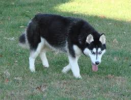Purchase one of these to add beauty and character to your growing collection. Black And White Siberian Husky With Blue Eyes Novocom Top