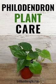 How To Grow Philodendron Types Care Tips Plants Indoor Plants Indoor Gardening Supplies